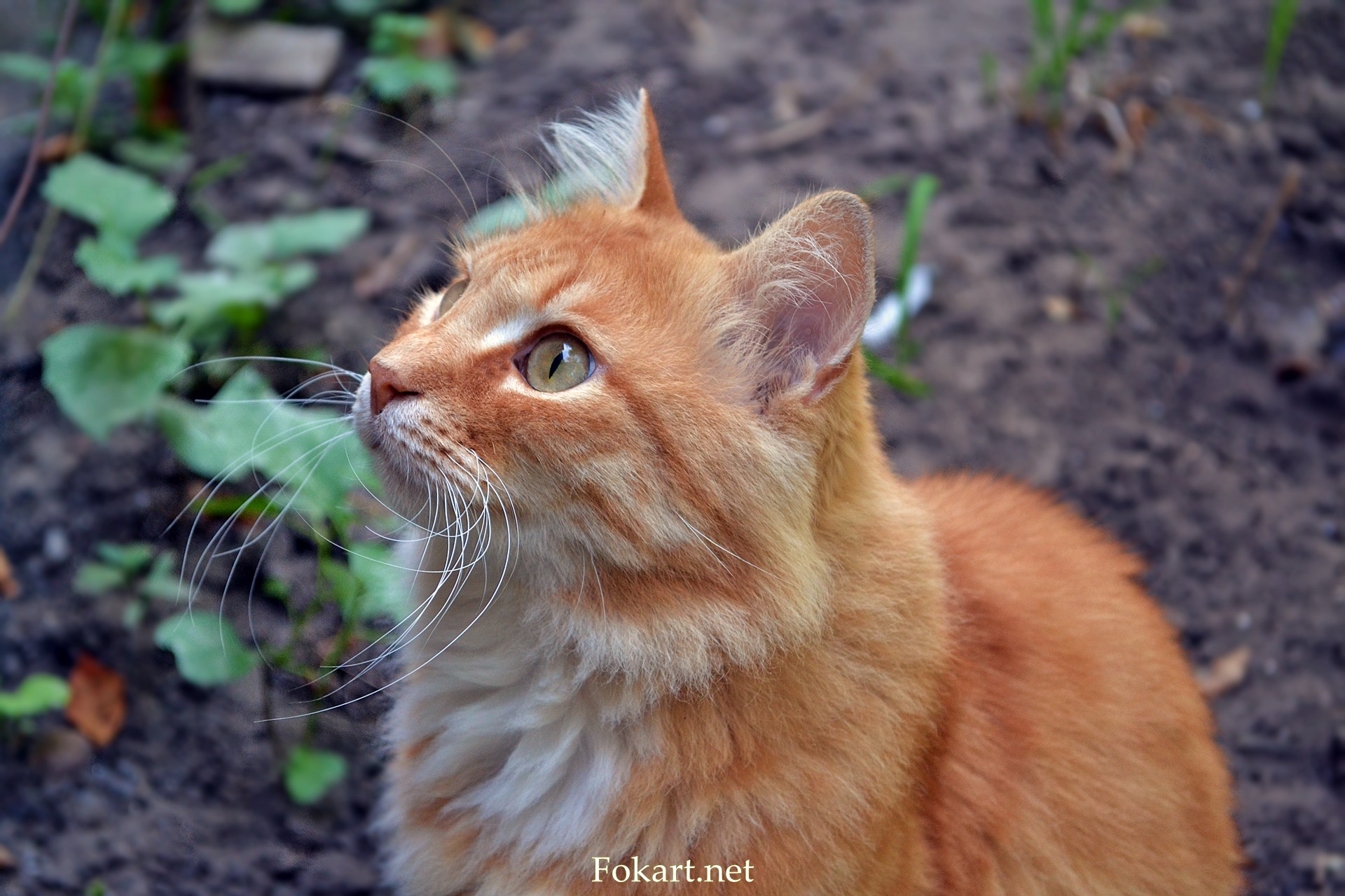 Рыжий кот, ожидающий угощения