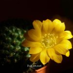 Жёлтый цветок ребуции Марсонера (Rebutia marsoneri)