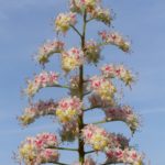 Соцветие конского каштана обыкновенного (Aesculus hippocastanum) крупным планом на фоне неба