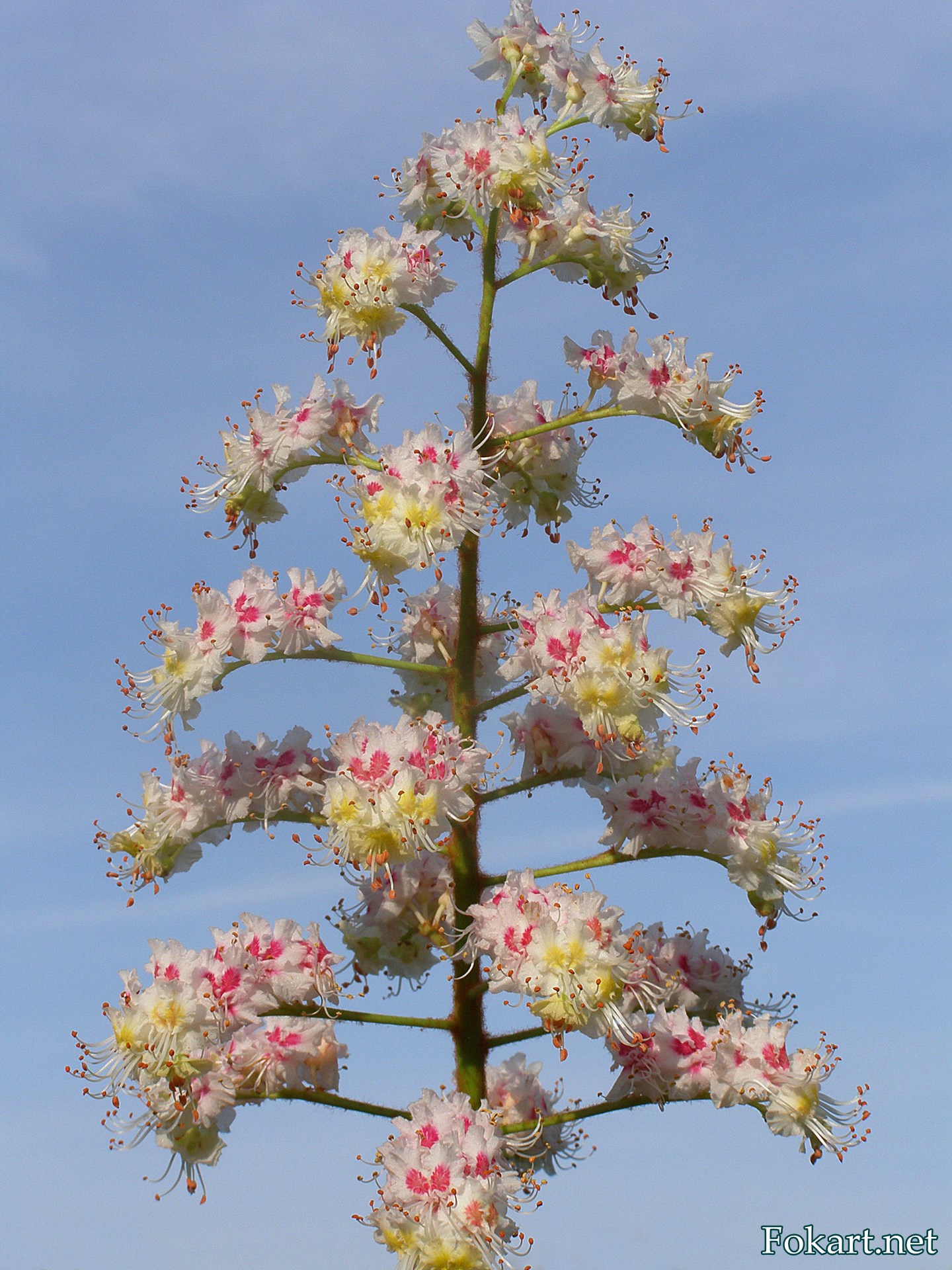 Соцветие конского каштана обыкновенного (Aesculus hippocastanum) крупным планом на фоне неба
