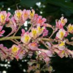 Соцветие конского каштана мясо-красного (Aesculus ×carnea) вечером