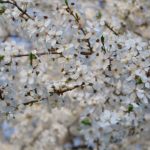 Белоснежно цветущие ветки дикой сливы