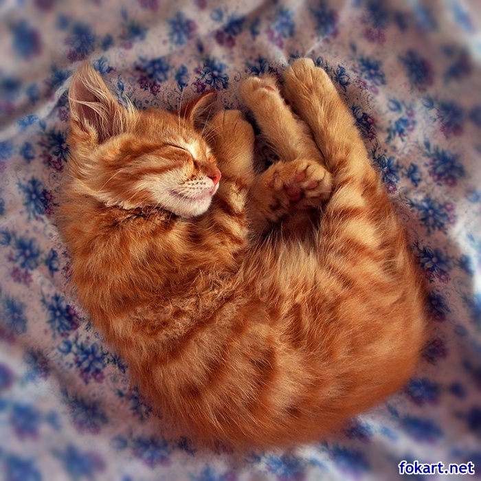 Спящий ярко-рыжий котёнок