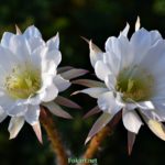 Два белых цветка кактуса. Эхинопсис Эйриеза (Echinopsis eyriesii)