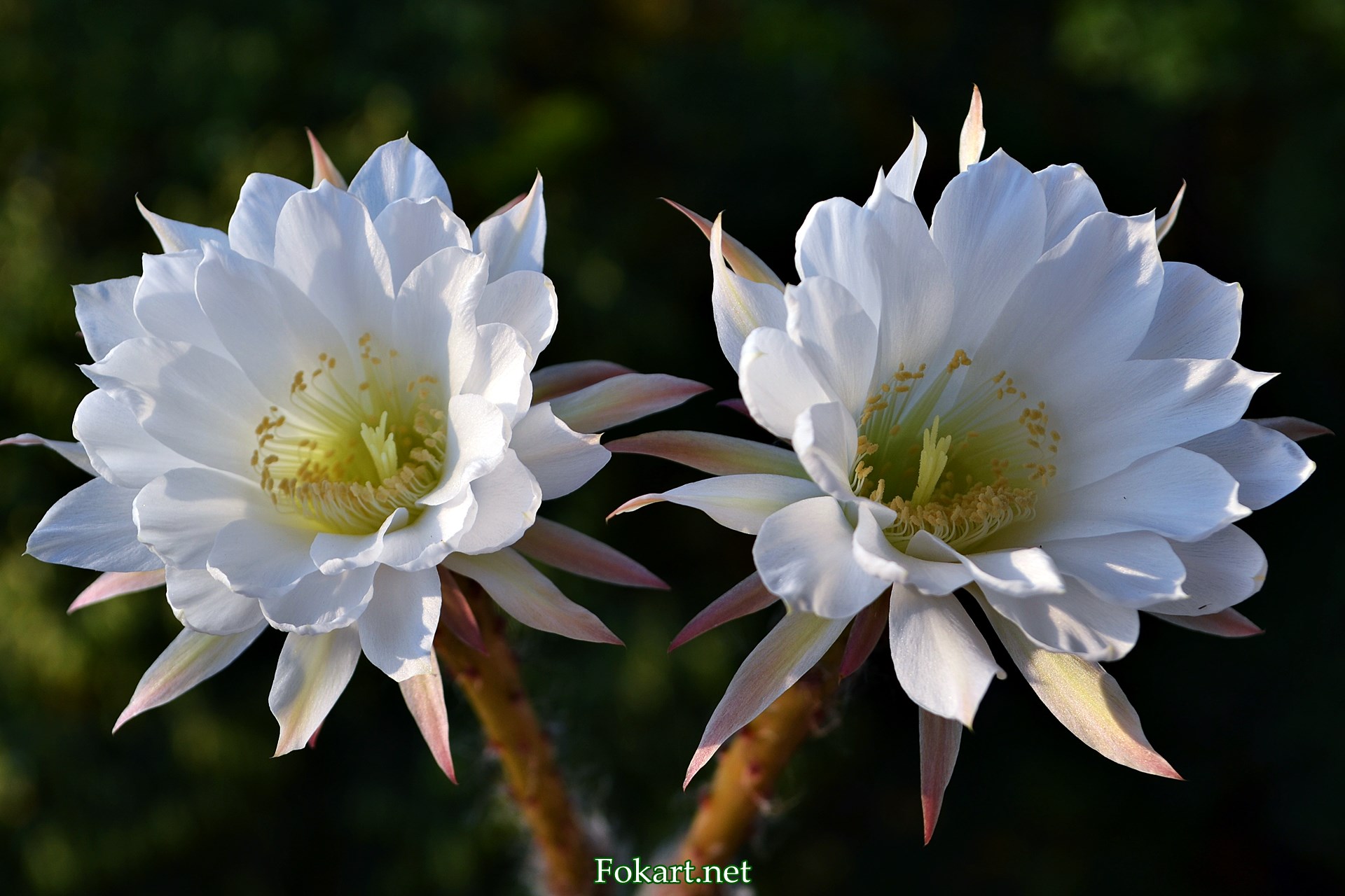 Два белых цветка кактуса. Эхинопсис Эйриеза (Echinopsis eyriesii)
