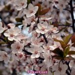 Цветущая ветка сливы краснолистной (Prunus cerasifera Pissardii)