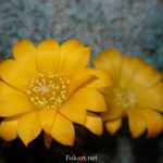 Ребуция Марсонера (Rebutia marsoneri). Жёлтые цветки крупным планом