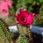 Цветение кактуса. Хамецереус Сильвестра (Chamaecereus silvestrii). Цветок малинового цвета.