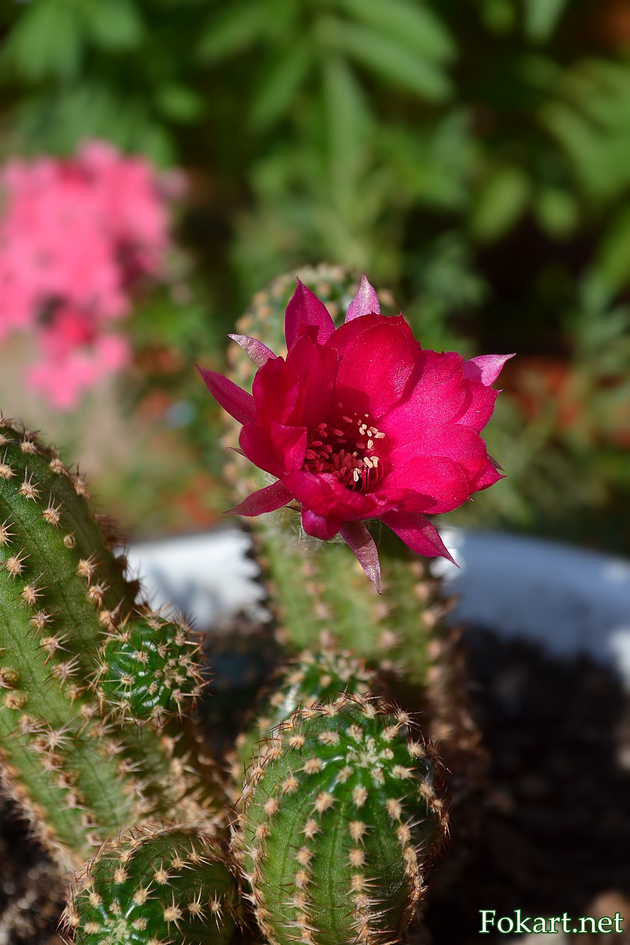 Цветение кактуса. Хамецереус Сильвестра (Chamaecereus silvestrii). Цветок малинового цвета.