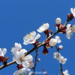 Цветущая веточка дикой сливы на фоне неба