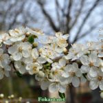 Роскошное цветение дикой сливы