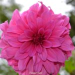 Крупный розовый цветок . Георгина высокорослая Rosella