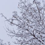 Ветки дерева в пушистом покрывале зимы. Снегопад