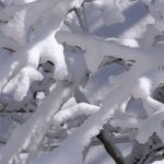 Зимние веточки, покрытые снегом. Крупный план.