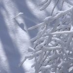 Белое покрывало на земле и ветки дерева, покрытые пушистым снегом
