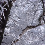 Ствол и заснеженные ветки дерева зимой