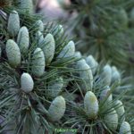 Ветка кедра атласского плакучего, фото