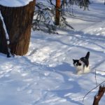 Кот, идущий по снегу