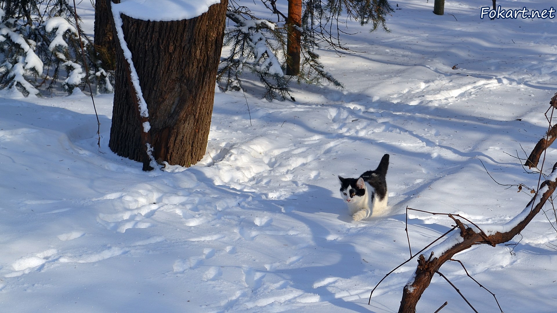 Кот, идущий по снегу