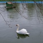 Апрельский дождь и белый лебедь на пруду