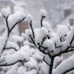Летящие крупные снежинки и заснеженная веточка