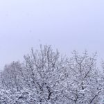 Заснеженные деревья и снегопад зимним утром
