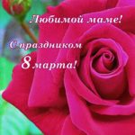 Красивая роза. Открытка маме с 8 марта