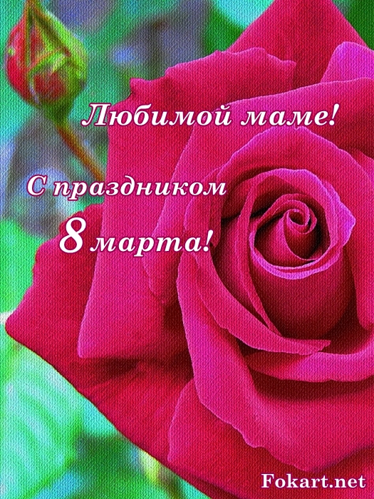 Красивая роза. Открытка маме с 8 марта