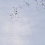 Свежевыпавший глубокий снег блестит в мягком свете лучей послеобеденного солнца