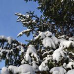 Заснеженные веточки высокой ели на фоне неба