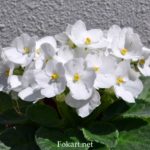 Белая узамбарская фиалка, или сенполия