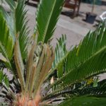 Верхушка Саговника поникающего (Cycas revoluta)