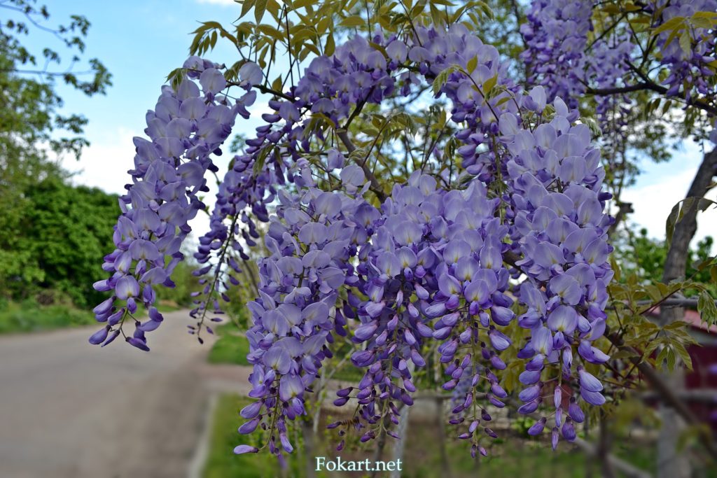 Соцветия глицинии на ветке, фото