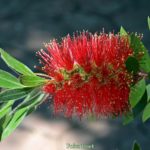 Ярко-красное соцветие каллистемона "Splendens"