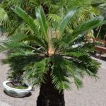 Саговник поникающий (Cycas revoluta)