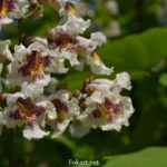 Соцветие катальпы бигнониевидной (Catalpa bignonioides)