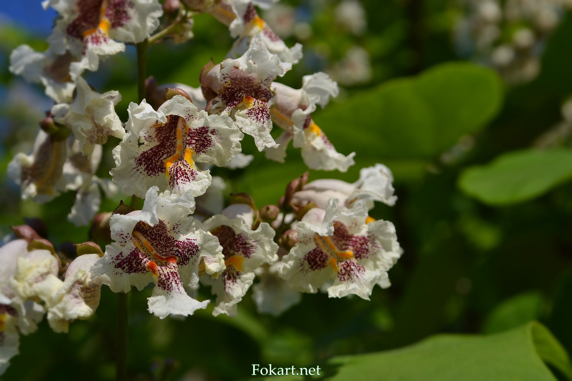 Соцветие катальпы бигнониевидной (Catalpa bignonioides)