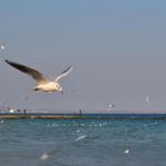 Чайка парит низко над водой