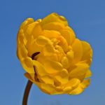 Жёлтый махровый тюльпан на фоне неба