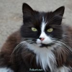 Кисинька, милая кошка