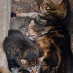 Кошка с недавно родившимися котятами