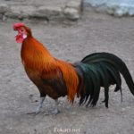 Кукарекающий петух декоративной породы Феникс