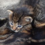 Недавно рождённый котёнок