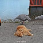 Куриные гуси, петух и спящая собака