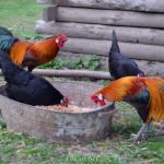 Петухи и курочки декоративной породы Феникс возле кормушки
