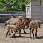 Лошади Пржевальского в вольере