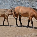 Лошади Пржевальского, самец и подросший жеребёнок