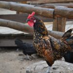 Сибрайт, петух декоративной породы