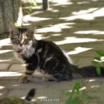 Милый уличный котёнок