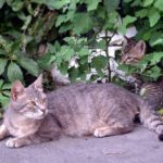 Уличная кошка с котёнком у забора